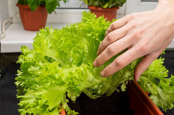 Planting Bonnie Plants leaf lettuce into the soil of an indoor salad garden.