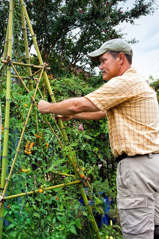 man training branches to grow inside bamboo trellis