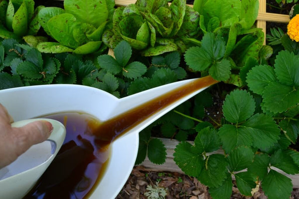 How to Make Compost Tea: pouring compost tea on strawberry plants