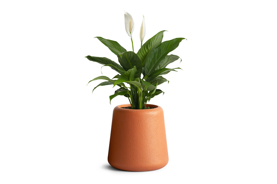 peace lily plant planted inside orange planter in rustic finish