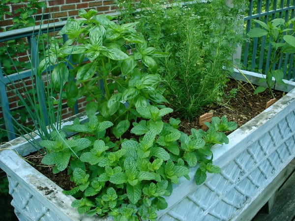 How to Start an Herb Garden: herbs in ceramic container on deck