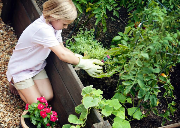 How to Plant a Garden: child planting in raised bed