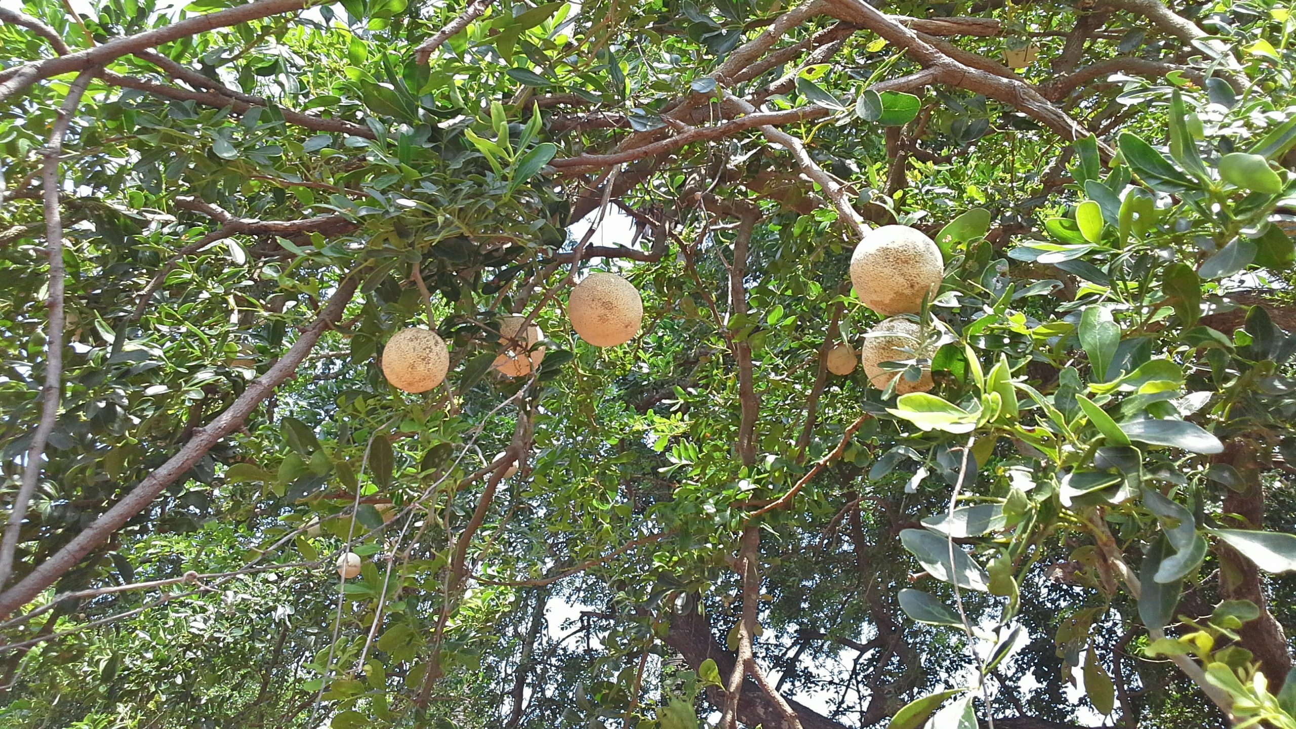 Bonasila Large Planters to grow Wood Apple