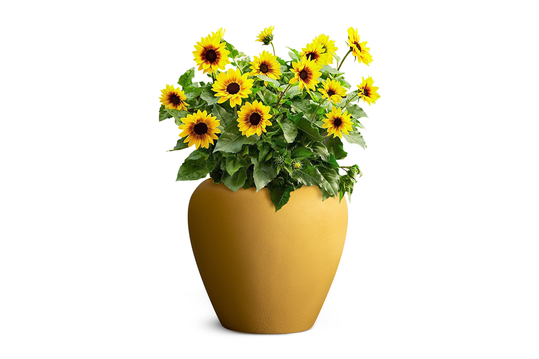 sunflower planted in orino planter by bonasila