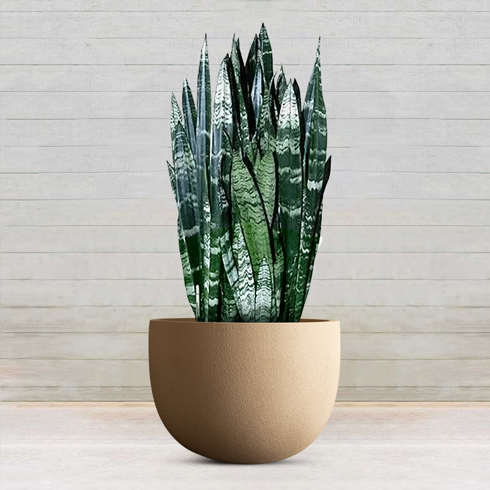 snake plant placed inside an FRP Planter