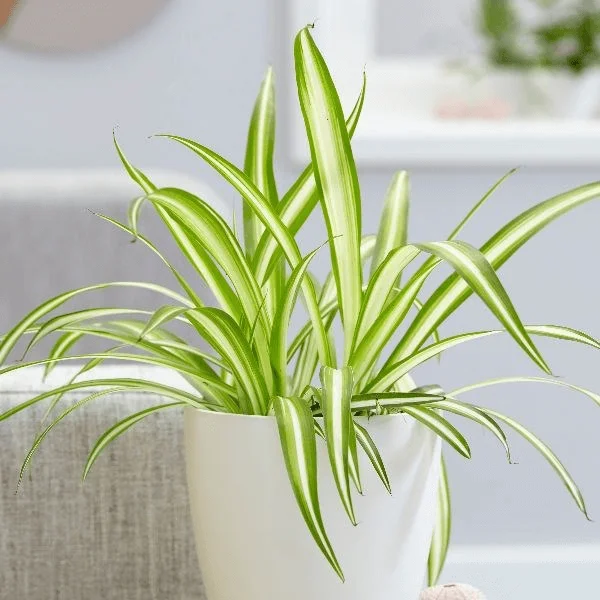 Spider Plant