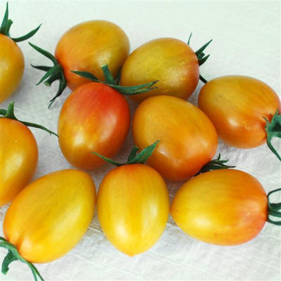 Sunset Torch Tomato (2 Pack)