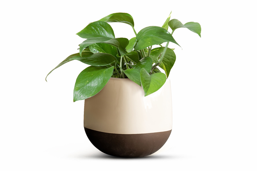 pothos plant planted in torta planter by bonasila