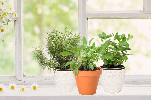 Bonnie Plants garden sage, rosemary, and sweet mint herbs grow in pots on a window sill.